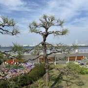 ヒメ日記 2025/04/19 08:47 投稿 あおい 甘い恋人　所沢店