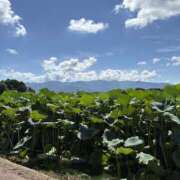 ヒメ日記 2025/08/16 15:32 投稿 あおい 甘い恋人　所沢店