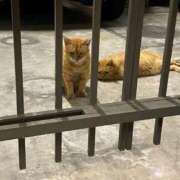 ヒメ日記 2025/08/27 21:01 投稿 AN さくらん東京