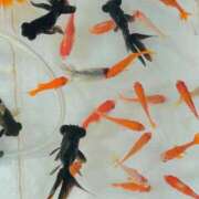 福島 またまた久しぶりの出勤です🌸 鶯谷人妻城