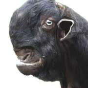 ヒメ日記 2026/03/11 00:00 投稿 カヲル クラブ貴公子