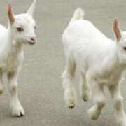 ヒメ日記 2026/03/13 00:00 投稿 カヲル クラブ貴公子