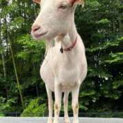 ヒメ日記 2026/03/15 00:00 投稿 カヲル クラブ貴公子