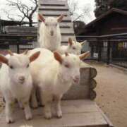 ヒメ日記 2026/03/16 00:00 投稿 カヲル クラブ貴公子