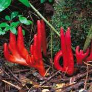 ヒメ日記 2026/03/17 00:01 投稿 カヲル クラブ貴公子