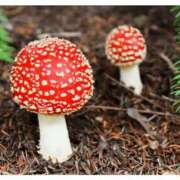 ヒメ日記 2026/03/19 00:00 投稿 カヲル クラブ貴公子