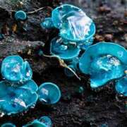 ヒメ日記 2026/03/20 00:00 投稿 カヲル クラブ貴公子