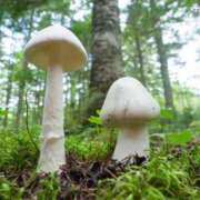 ヒメ日記 2026/03/21 00:00 投稿 カヲル クラブ貴公子