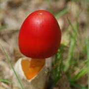 ヒメ日記 2026/03/22 00:00 投稿 カヲル クラブ貴公子