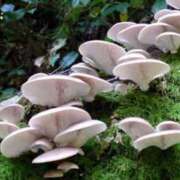 ヒメ日記 2026/03/24 00:00 投稿 カヲル クラブ貴公子