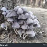 ヒメ日記 2026/03/25 00:00 投稿 カヲル クラブ貴公子