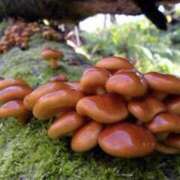 ヒメ日記 2026/03/27 00:00 投稿 カヲル クラブ貴公子