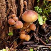 ヒメ日記 2026/03/28 00:00 投稿 カヲル クラブ貴公子