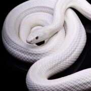 ヒメ日記 2025/06/29 16:31 投稿 すずらん おじさま大好き素人オナクラ谷九店