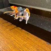 ヒメ日記 2025/07/30 22:37 投稿 ひとみ 沼津人妻花壇