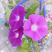 みかさ おはようございます 完熟ばなな八王子