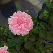 るあ ♡日程♡ One More奥様　立川店