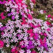 ヒメ日記 2026/04/10 13:29 投稿 るあ One More奥様　八王子店