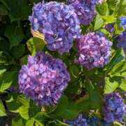 ヒメ日記 2025/06/22 09:24 投稿 りょうこ 熟女の風俗最終章 池袋店