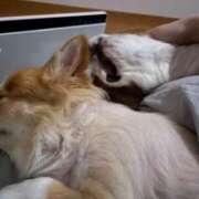 ヒメ日記 2026/02/10 12:32 投稿 ティアラ スピードエコ難波店