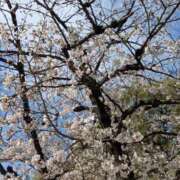 ヒメ日記 2025/04/03 16:49 投稿 ゆみこ 完熟ばなな 谷九店