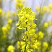 ヒメ日記 2025/04/11 16:49 投稿 ゆみこ 完熟ばなな 谷九店