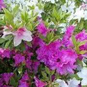 ヒメ日記 2025/04/26 13:09 投稿 ゆみこ 完熟ばなな 谷九店