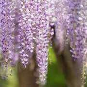 ヒメ日記 2025/05/12 17:32 投稿 ゆみこ 完熟ばなな 谷九店