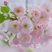 ヒメ日記 2025/05/19 19:19 投稿 ゆみこ 完熟ばなな 谷九店