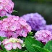 ヒメ日記 2025/05/30 17:29 投稿 ゆみこ 完熟ばなな 谷九店