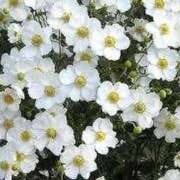 ヒメ日記 2025/09/11 16:19 投稿 ゆみこ 完熟ばなな 谷九店