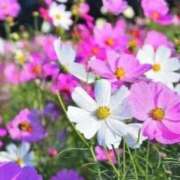 ヒメ日記 2025/09/16 13:49 投稿 ゆみこ 完熟ばなな 谷九店