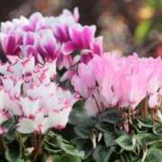 ヒメ日記 2025/10/25 18:09 投稿 ゆみこ 完熟ばなな 谷九店