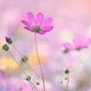 ゆみこ 昨日のありがとう☆ 完熟ばなな 谷九店