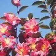 ゆみこ ありがとう♡ 完熟ばなな 谷九店