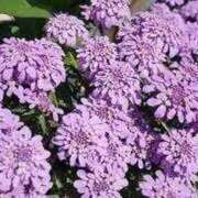 ゆみこ こんにちは 完熟ばなな 谷九店