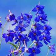 ゆみこ ありがとう 完熟ばなな 谷九店