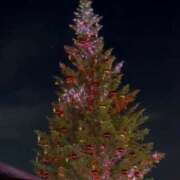 ヒメ日記 2025/12/08 18:46 投稿 なな【FG系列】 アロマdeフィーリングin横浜（FG系列）