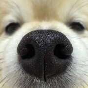 ヒメ日記 2026/03/07 00:28 投稿 あんなさん いけない奥さん 十三店