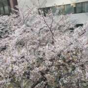 ヒメ日記 2025/04/11 11:54 投稿 らむ もしも清楚な20、30代の妻とキスイキできたら横浜店