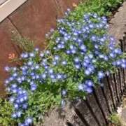 ヒメ日記 2025/05/19 11:44 投稿 らむ もしも清楚な20、30代の妻とキスイキできたら横浜店