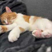 ヒメ日記 2025/01/26 22:14 投稿 ゆうあ デリス新宿