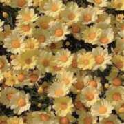 ヒメ日記 2025/09/21 13:30 投稿 ぷりん しろうとCollection