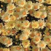 ヒメ日記 2025/09/21 13:47 投稿 ぷりん しろうとCollection