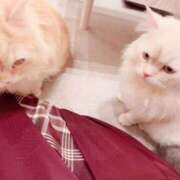 ヒメ日記 2025/07/17 12:24 投稿 みれい LOVE CLOVER（らぶくろーばー）