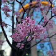 ヒメ日記 2025/03/24 11:14 投稿 大原エミリ プレジデントクラブ