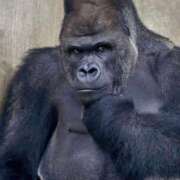 ヒメ日記 2025/09/24 13:01 投稿 大原エミリ プレジデントクラブ