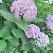 ヒメ日記 2025/06/21 13:41 投稿 風間あい エルドール