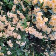 ヒメ日記 2025/04/26 06:42 投稿 ゆず 川崎・東横人妻城