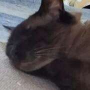 ヒメ日記 2025/08/11 18:21 投稿 ゆず 川崎・東横人妻城